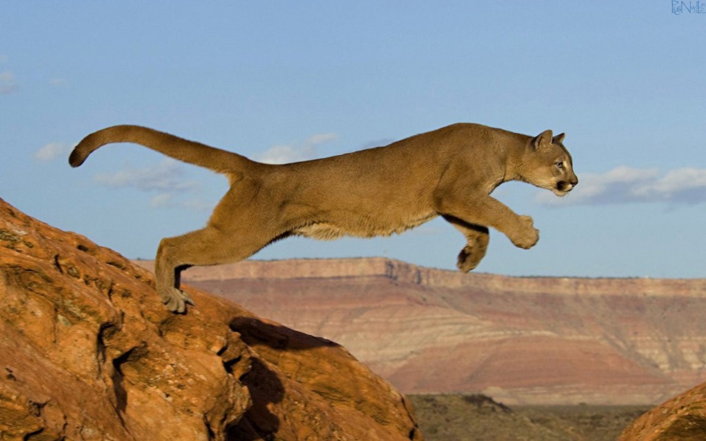 Cougar / Mountain Lion